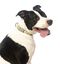 Fuzzyard - Collier Piña Colada pour Chien - L Indicateur image numéro 3