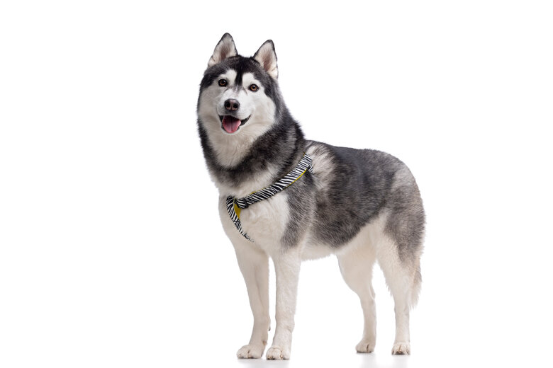 Gotoo - Harnais Zèbre pour Chien - XS Image numéro 3 Gotoo - Harnais Zèbre pour Chien - XS Image numéro 3