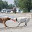 KONG - Jouet SafeStix pour Petits Chiens Indicateur image numéro 4