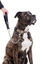 Gotoo - Collier Leopard pour Chien - XS Indicateur image numéro 8