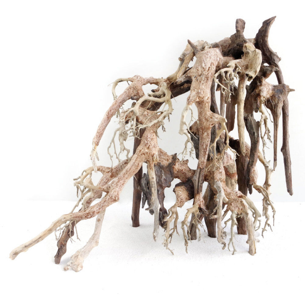 Amtra -  Racine Naturelle Oriental Wind 1 - M Image num&eacute;ro 1