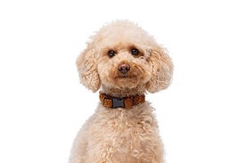 Gotoo - Collier Ourson Brun pour Chien
