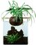 CocoPlant - Filtration Naturelle CocoGarden sans Pompe pour Aquarium Indicateur image numéro 1