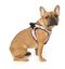 FuzzYard - Harnais Go Nuts pour Chien - S Indicateur image numéro 5