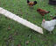 Kerbl - Échelle de Poulailler en Bois pour Poules - 75x18cm Indicateur image numéro 4