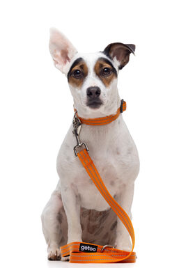 Gotoo - Collier Essentials en Nylon Premium Orange pour Chien