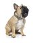 FuzzYard - Collier Coachella pour Chien - L Indicateur image numéro 4