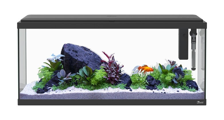 Aquatlantis - Aquarium Explorer Amsterdam 80 Equipé - Noir Image numéro 2 Aquatlantis - Aquarium Explorer Amsterdam 80 Equipé - Noir Image numéro 2