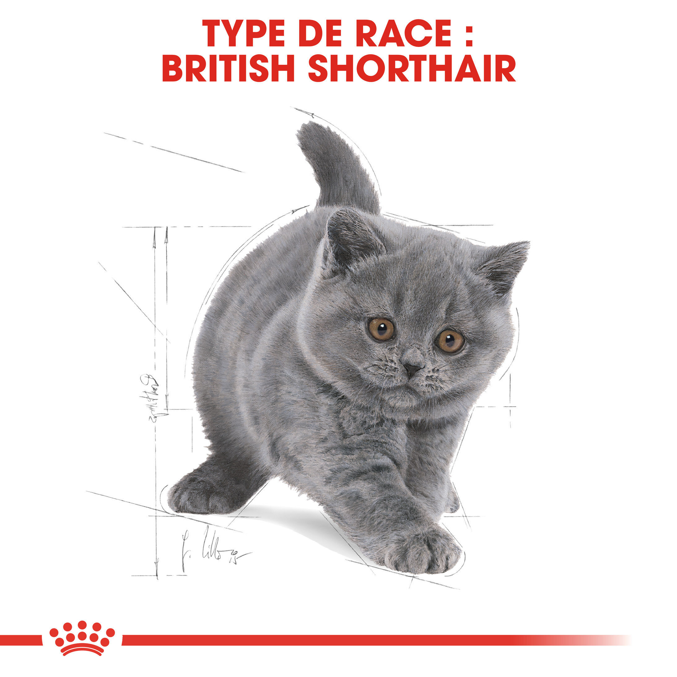 Royal Canin - Croquettes British Shorthair Kitten pour Chatons - 2Kg Image num&eacute;ro 5