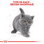Royal Canin - Croquettes British Shorthair Kitten pour Chatons - 2Kg Indicateur image numéro 5
