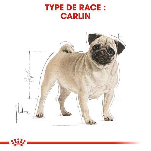 Royal Canin - Croquettes Carlin pour Chien Adulte - 1,5Kg Image num&eacute;ro 3