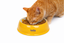 Leeby - Gamelle Design Citron en C&eacute;ramique pour Chats - 150ml Indicateur image num&eacute;ro 1