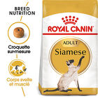 Royal Canin - Croquettes Siamese Adult pour Chats - 2Kg image number null
