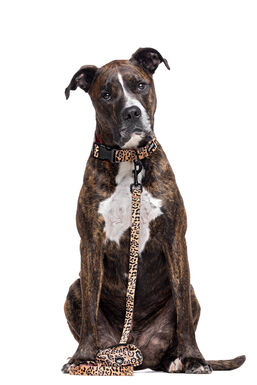 Gotoo - Collier Leopard pour Chien