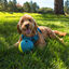 Outward Hound - Jeux FriandisesTreat Tumble - 12cm Indicateur image numéro 5