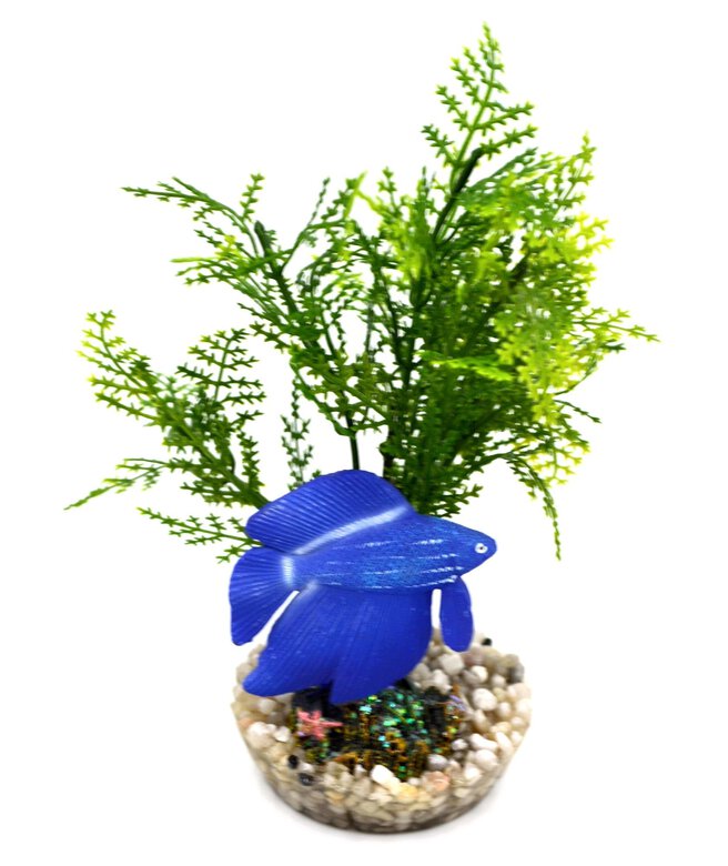 Labeo - Plante de Décoration Poisson d'eau Douce pour Aquarium Image numéro 2 Labeo - Plante de Décoration Poisson d'eau Douce pour Aquarium Image numéro 2