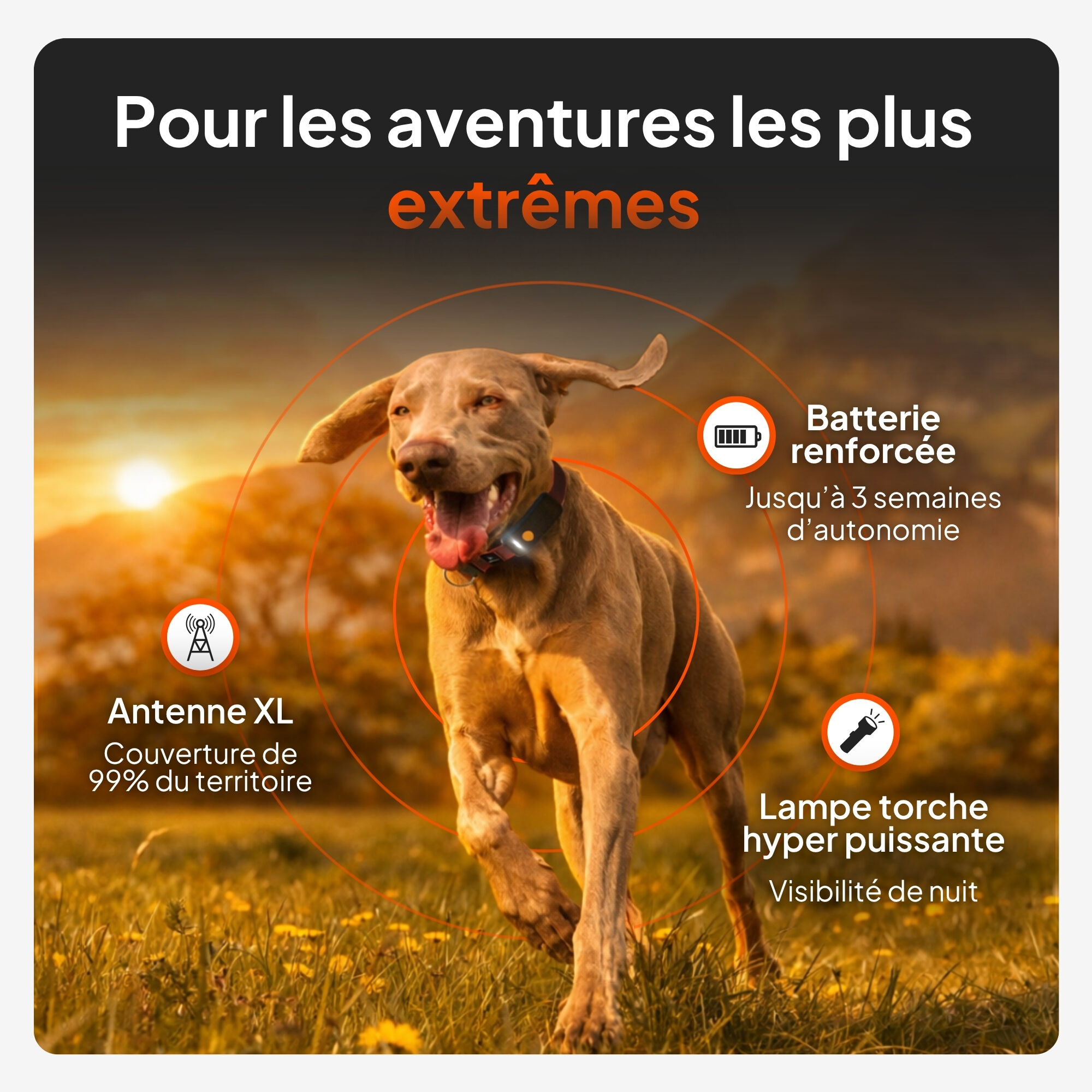 Weenect - Collier GPS XT Chiens - Noir Image num&eacute;ro 2