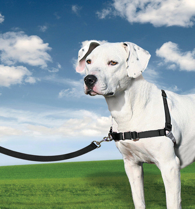 PetSafe - Harnais Easy Walk pour Chien Noir - M Image num&eacute;ro 1