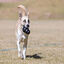 KONG - Jouet Extreme pour Chien - XL Indicateur image numéro 5