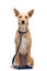 Gotoo - Collier Premium Biotane Bleu pour Chien - S Indicateur image numéro 6