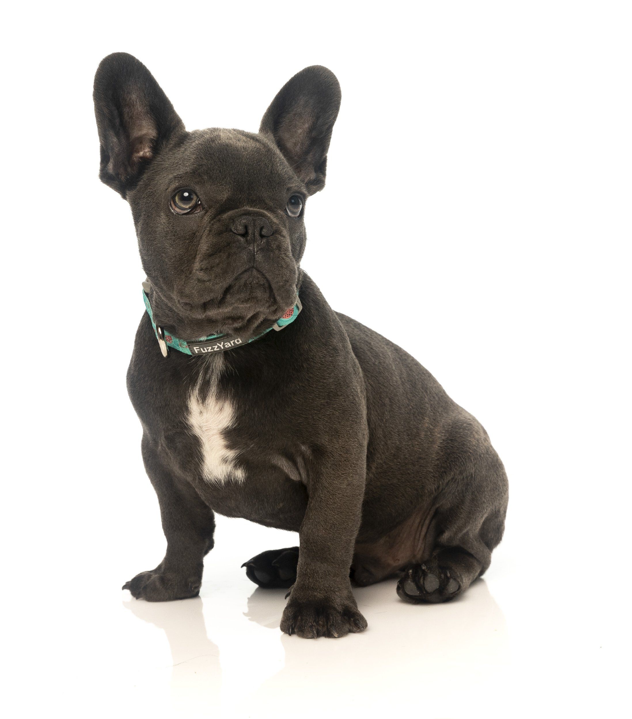 FuzzYard - Collier Summer Punch pour Chien - L Image num&eacute;ro 3