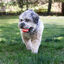 KONG - Jouet Pack 2 Balles Signature pour Chiens - S Indicateur image numéro 4
