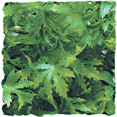 Zoomed - Plante Cannabis pour Terrarium Image num&eacute;ro 2