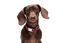 Gotoo - Collier en Paisley Rouge pour chien - XS Indicateur image numéro 7