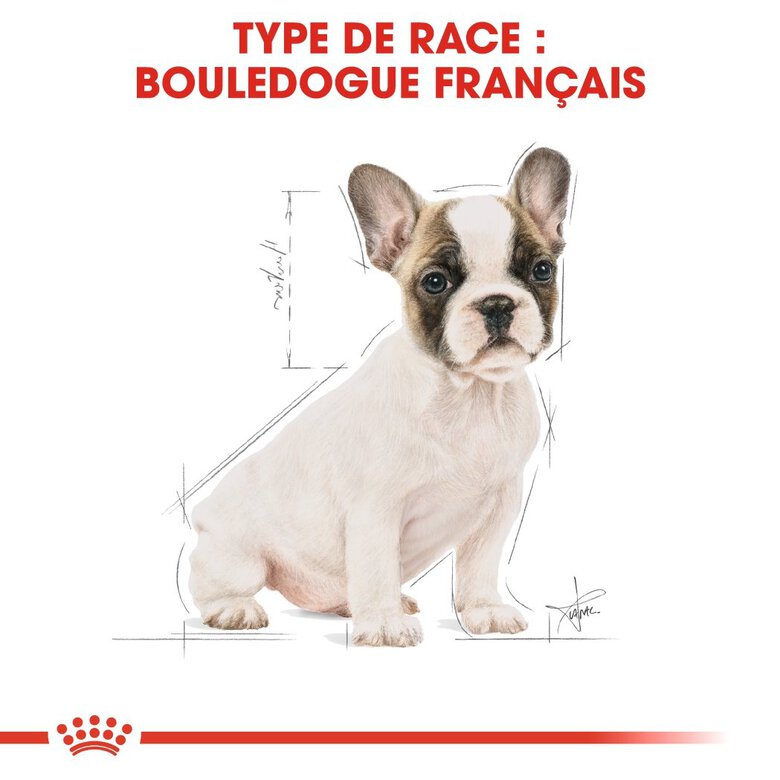 Royal Canin - Croquettes Bouledogue Français Junior pour Chiot - 10Kg Image numéro 6 Royal Canin - Croquettes Bouledogue Français Junior pour Chiot - 10Kg Image numéro 6
