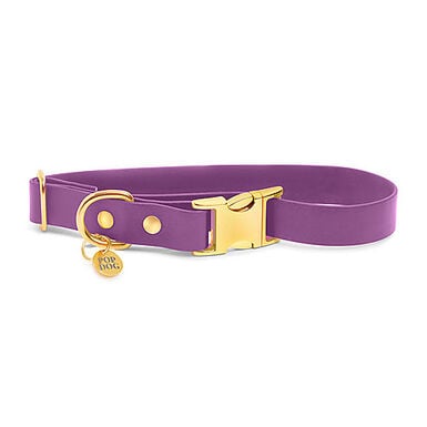 Pop Dog - Collier Précieux Violet pour Chien