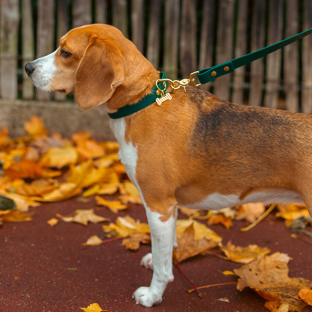 Pop Dog - Collier El&eacute;gant Vert pour Chien - XS Image num&eacute;ro 2