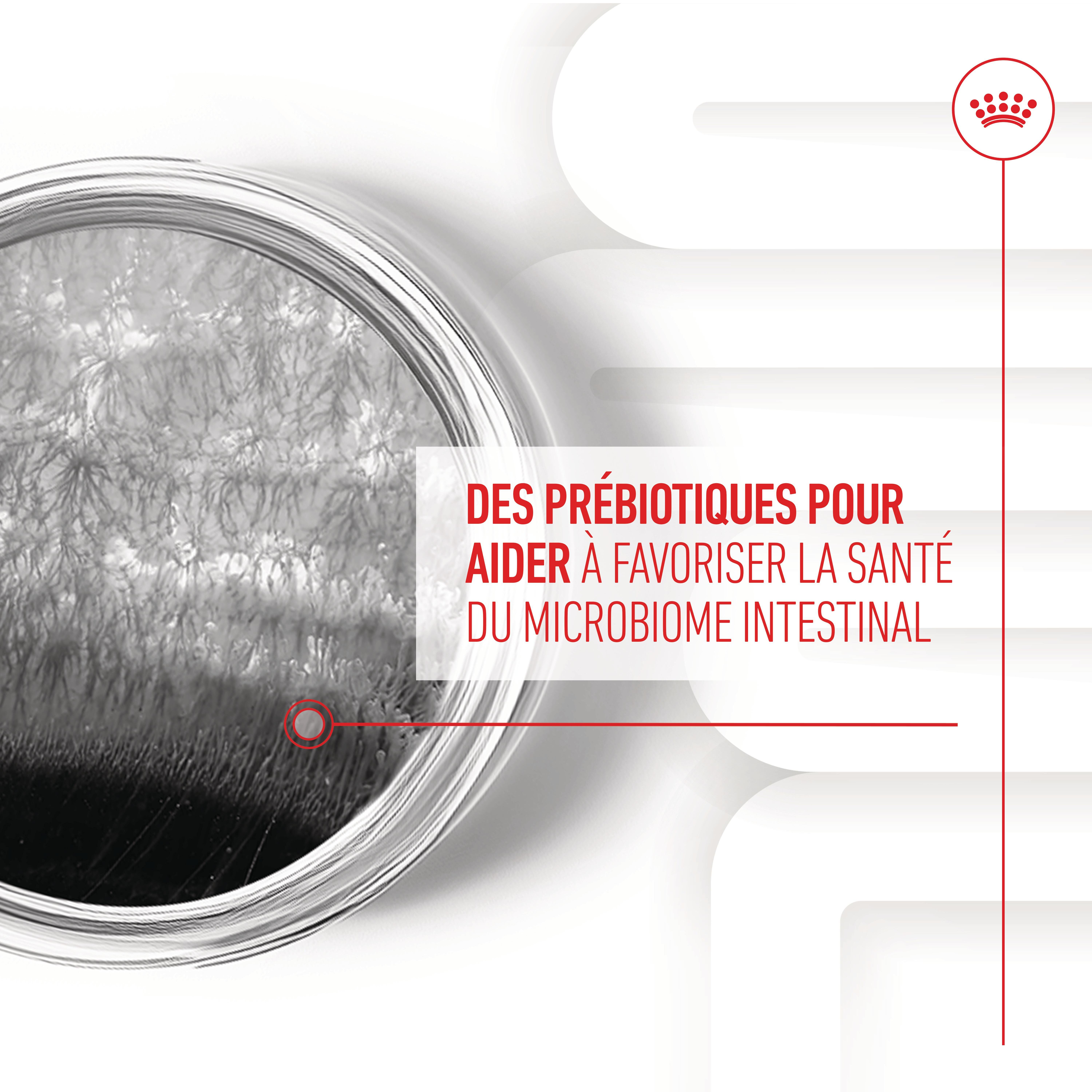Royal Canin - Aliment Compl&eacute;mentaire Adult Digestion Chews pour Chiens - 160g Image num&eacute;ro 11
