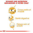 Royal Canin - Croquettes Siamese Adult pour Chats - 2Kg image number null