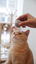 Cheerble - Balle Pelote Interactive Cheerble M1 pour Chats Indicateur image numéro 6