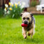 Kong - Jouet Classic En Caoutchouc pour Chien - M Indicateur image numéro 5