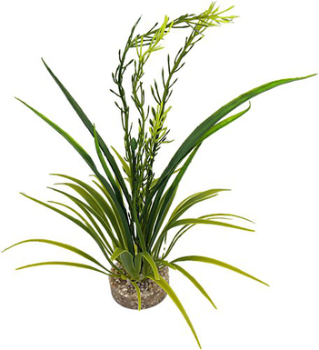 Labeo - Plante Décorative Elodea Corolle pour Aquarium