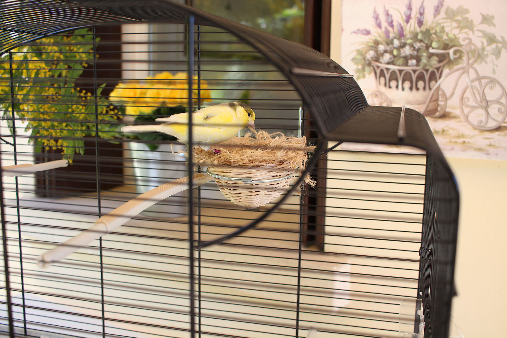 Ferplast - Cage Canto pour Oiseaux Image num&eacute;ro 3