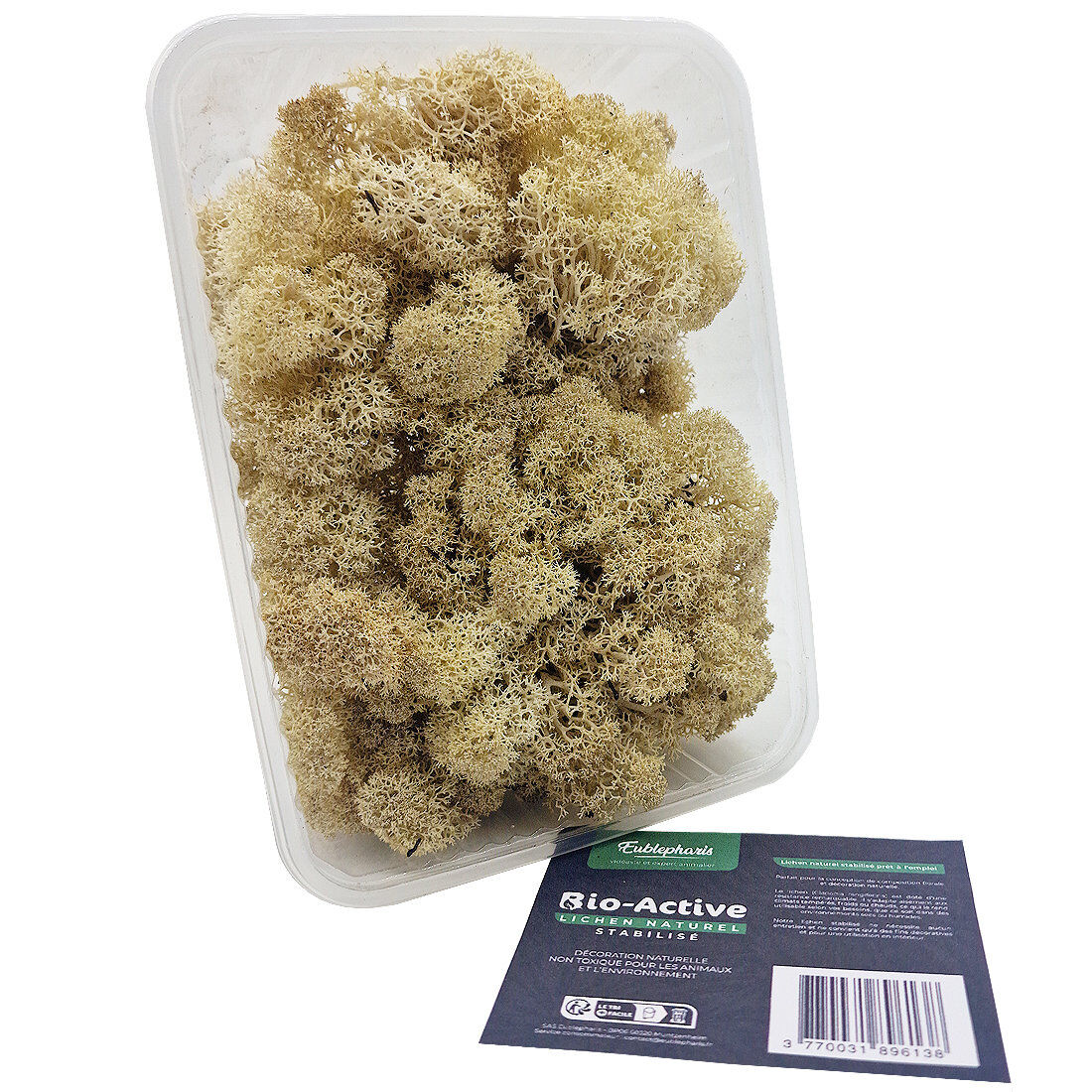 Eublepharis - Lichen Stabilis&eacute; Naturel pour Reptiles Image num&eacute;ro 2