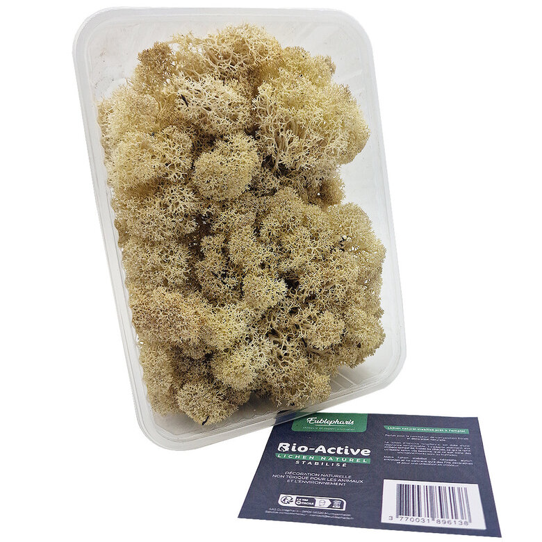 Eublepharis - Lichen Stabilisé Naturel pour Reptiles Image numéro 2 Eublepharis - Lichen Stabilisé Naturel pour Reptiles Image numéro 2