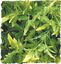 Zoomed - Plante Bolivian pour Terrarium Indicateur image numéro 1