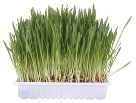 Trixie - Bac d'herbe à chat bol/env. - 100 g Trixie - Bac d'herbe à chat bol/env. - 100 g