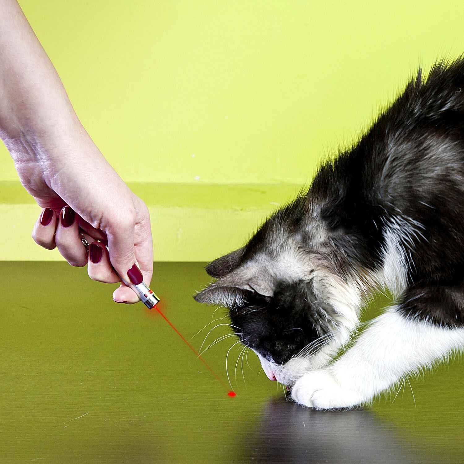 Mister Gadget - Jouet Porte Cl&eacute;s Lampe Torche Laser pour Chats - 14cm Image num&eacute;ro 3