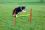 Kerbl - Kit Complet Agility pour Chiens Indicateur image num&eacute;ro 4
