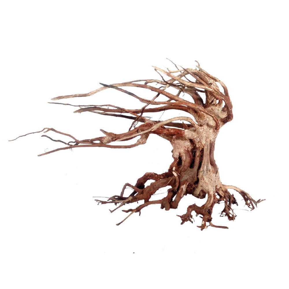 Amtra -  Racine Naturelle Oriental Wind 6 - M Image num&eacute;ro 1