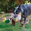 KONG - Jouet Dindon en Peluche Shakers Honkers Turkey pour Chien - L Indicateur image numéro 3