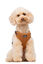 Gotoo - Harnais Ourson Brun pour Chien  - M Indicateur image numéro 3