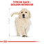 Royal Canin - Croquettes Golden Retriever Junior pour Chiot - 12Kg Indicateur image numéro 5
