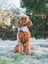 Rosewood -  Noeud Papillon en Velours pour Chien Indicateur image numéro 3