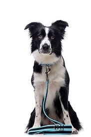 Gotoo - Collier Mesh Turquoise pour Chien