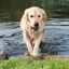Trixie - Jouet Aqua Toy Mot-Fun flottant pour Chien Indicateur image numéro 3